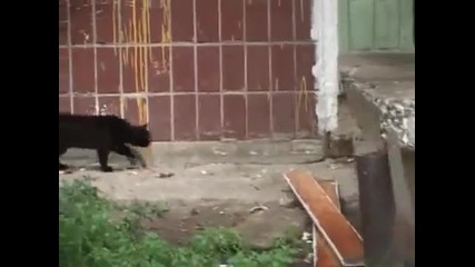 Котки се плашат от плъх!