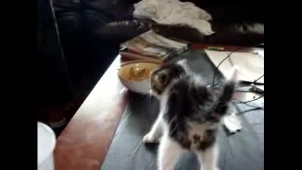 Ядосано Котенце