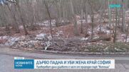 Майка на две деца загина, след като дърво падна върху автомобила в Природен парк "Витоша"