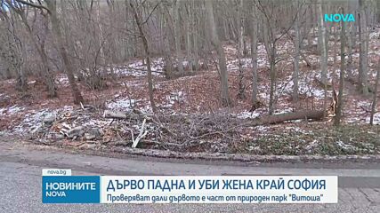 Майка на две деца загина, след като дърво падна върху автомобила в Природен парк "Витоша"