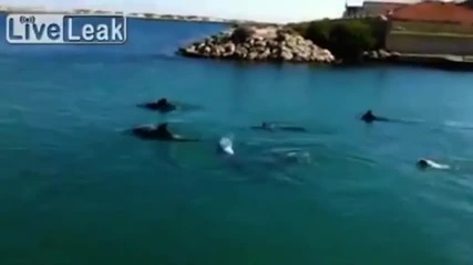 Куче плува с група делфини в Австралия
