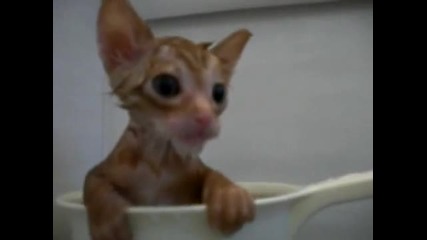 Коте се къпе в чаша 