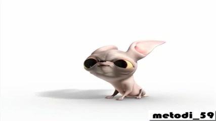 Dancing dog