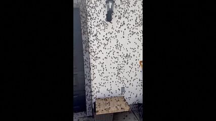 Рояк щурци покри цяла къща в Невада (ВИДЕО)