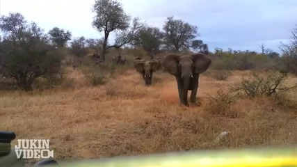 Слон атакува джип по време на сафари