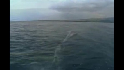 Просто Красота ... От Океана