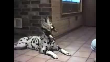 Котка и куче