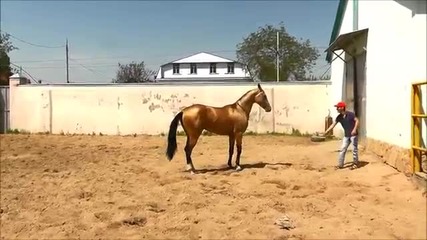 Насладете се на удивително обучение на един от най-красивите коне в света