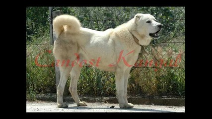 pitbull vs kangal vs rottweiler