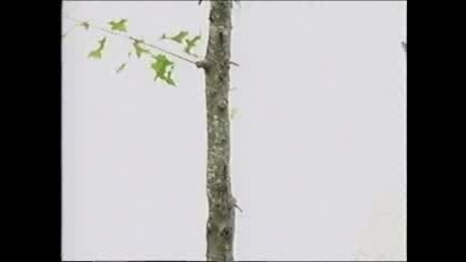 Edni ot nai - dobrite skateri v istoriqta