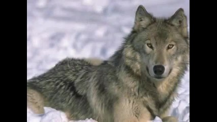 Animaux - Les Loups 