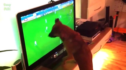 Смешни Котки и Кучета гледат Световната Купа по Футбол 2014