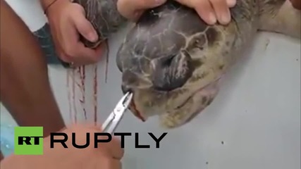 Коста Рика: Пластмасова сламка бе издърпана от носа на морска костенурка