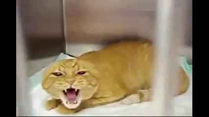 Ядосана котка - Много Смях 