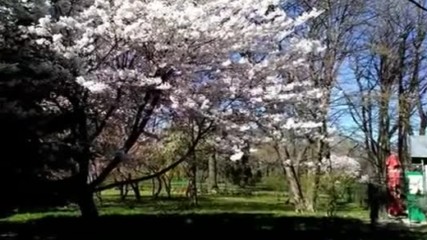 Spring In Bucharest - R O M A N I A