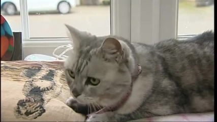 Какво Прави Котката