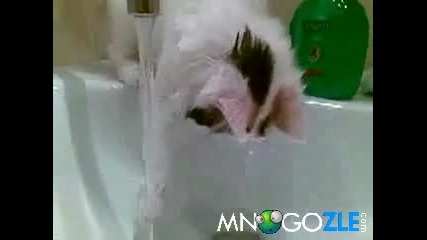 Коте си играе с вода 