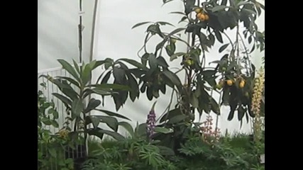 флора Бургас 2012 -2
