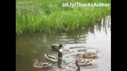 Funny cats in water, Epic