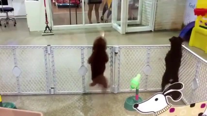 Куче танцува латино!