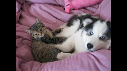 dog and cats