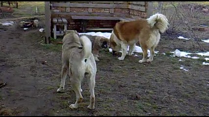 Кавказка овчарка