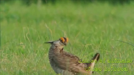 Танцът на животните