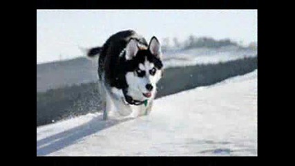 [dj Venci]{edin Gazar I Shte Vidite}.wmv