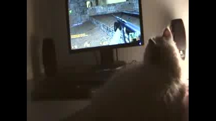 котето и Cs
