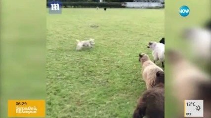 „Глутница” овце подгониха куче, което трябва да ги пази