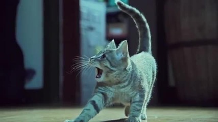 Kittens On The Beat