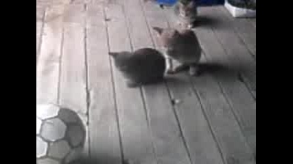 Малки котета си играят с футболна топка 