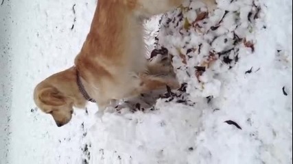Куче копае в снега 2