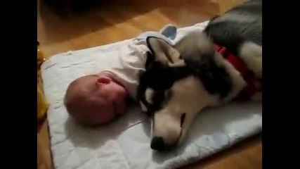 Сибирско хъски плаче заедно с бебе ! - Смях !