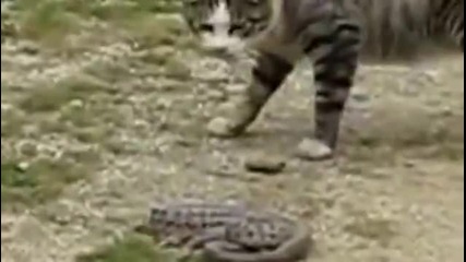 Ето това е да си котка руснак!
