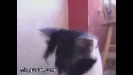 Изумителнo метал коте