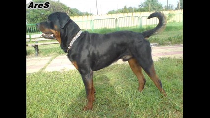 Rottweiler - Ares