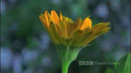 Bbc In Hd Bloom 320p