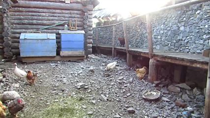 Курочки из Сонькиной Лагуны 2015