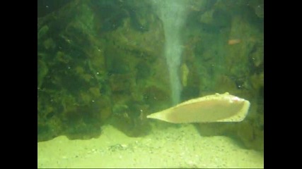 калкан - аквариум Варна 2011