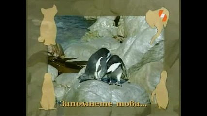 Енциклопедия на животните - Пингвин бг аудио High Quality