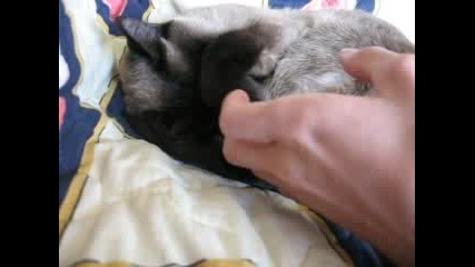 Котка Спи Като Пън