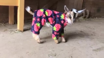 Сладки козлета с пижами