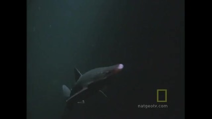 Octopus Kills Shark