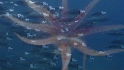 Sea - Creature Discoveries Spawn Music Video 