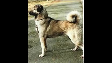 Кангал - Турското Овчарско Куче