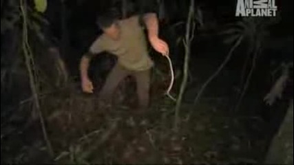 Глупак се опитва да хване отровна змия
