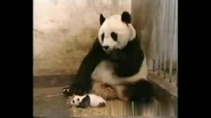 Панда се стряска от бебето си