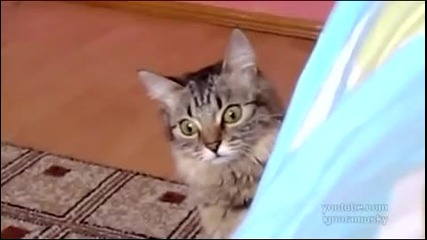 Бърза котка