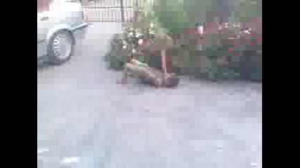 malkia niki
